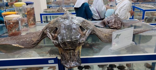 برگزاری اردوی علمی دانش‌آموزان مدرسه سعادت در دانشگاه هرمزگان