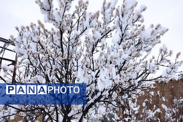 آلبوم تصویری از برف در طبیعت شهر بار 