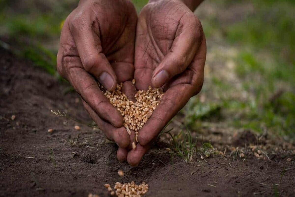 جادوی بمب سبز، سمبل امید در دلِ خاک