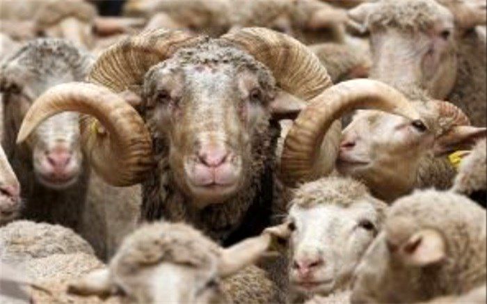 کشف و ضبط محموله قاچاق دام زنده در شهرستان اهر