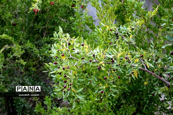 برداشت گردو و عناب در شهرستان بیرجند