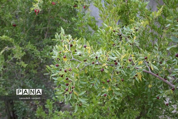 برداشت گردو و عناب در شهرستان بیرجند