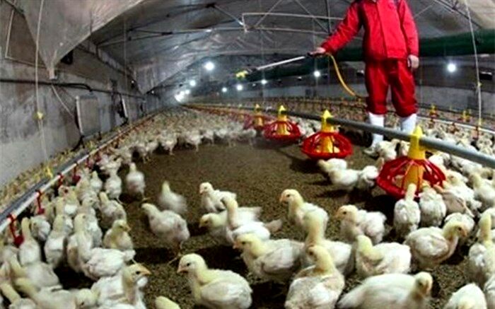 ۴۰ میلیون قطعه پرنده در ایران با آنفلوآنزای پرندگان نابود شد