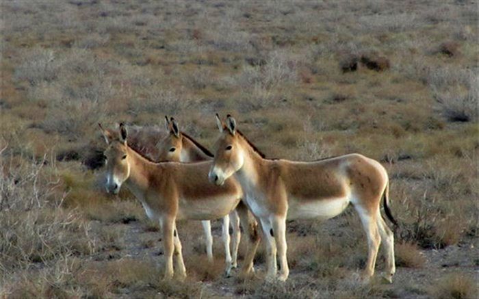 افزایش قابل توجه جمعیت گورخر ایرانی در پارک ملی توران