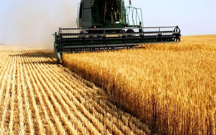 خرید تضمینی 61 هزار و 500 تن گندم در نقده