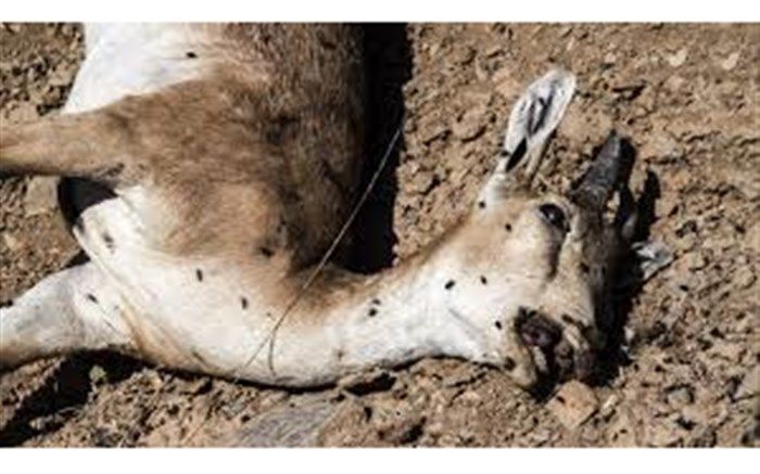 طاعون در البرز کنترل شد