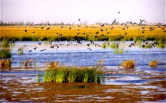تالاب کانی برازان مهاباد میزبان سه هزار خوتکای مهاجر شد
