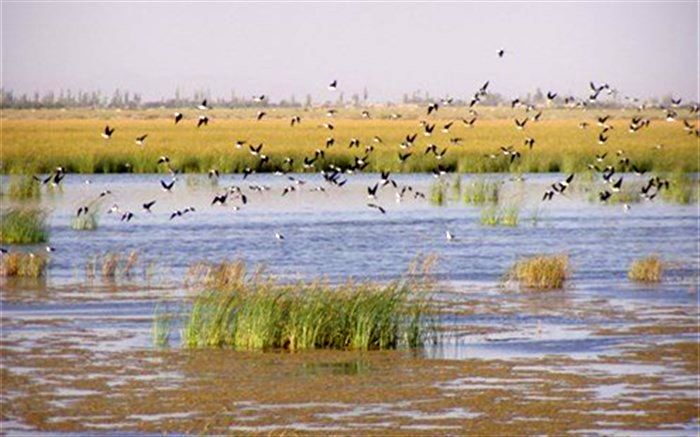 تالاب کانی برازان مهاباد میزبان سه هزار خوتکای مهاجر شد