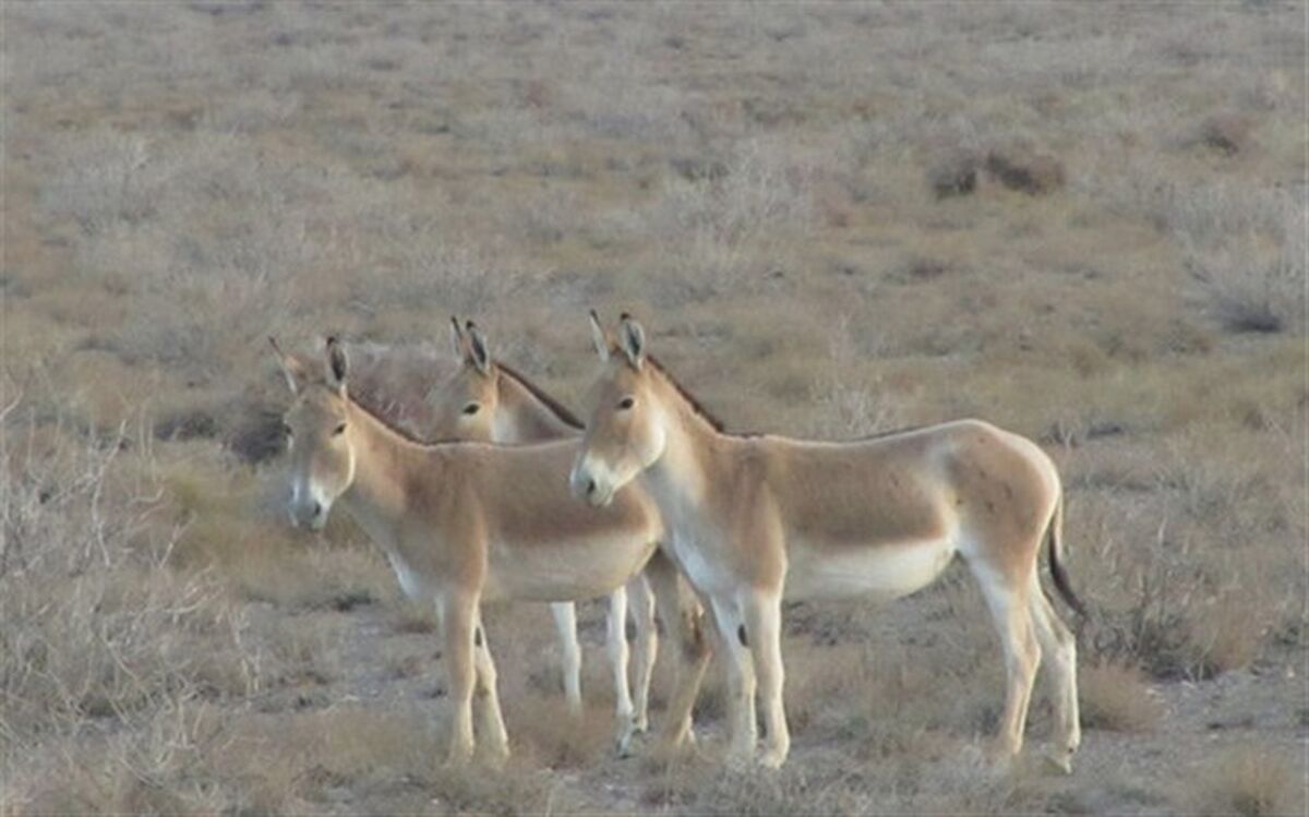عذرخواهی مدیرکل محیط زیست استان سمنان برای قصور در انتقال گورخر ایرانی