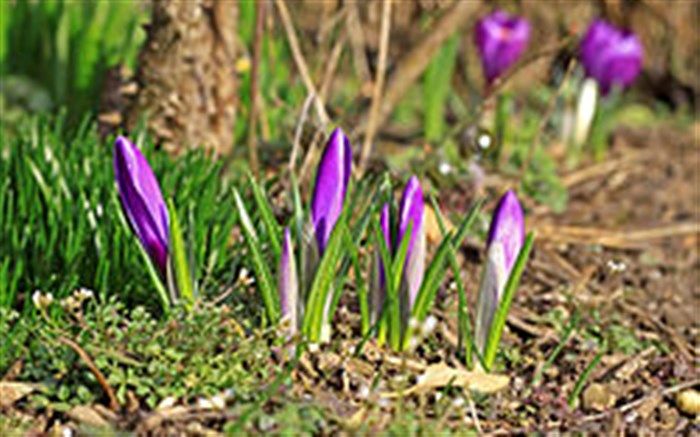 آغاز برداشت زعفران از پنج هزار و هفتصد هکتار  از اراضی تایباد