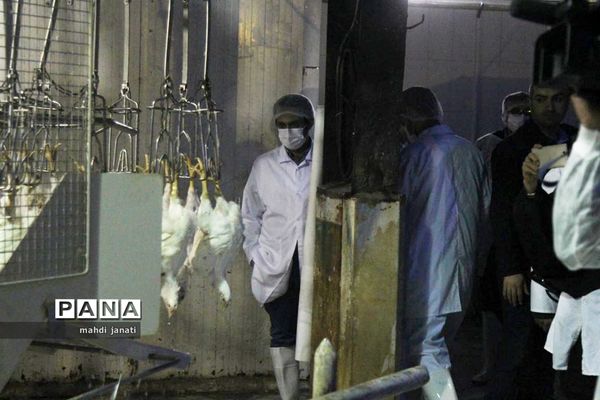 بازدید خبرنگاران از کشتارگاه صنعتی مرغ بهاران