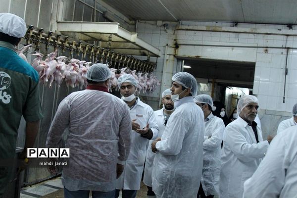 بازدید خبرنگاران از کشتارگاه صنعتی مرغ بهاران