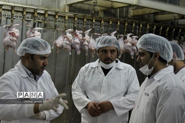 بازدید خبرنگاران از کشتارگاه صنعتی مرغ بهاران