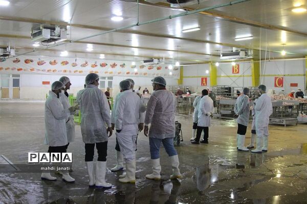 بازدید خبرنگاران از کشتارگاه صنعتی مرغ بهاران