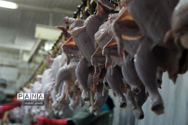 بازدید خبرنگاران از کشتارگاه صنعتی مرغ بهاران