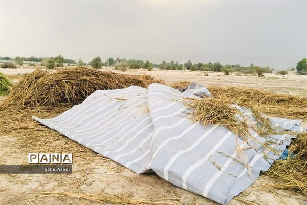 برداشت کنجد در گله دار