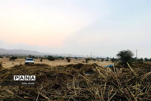 برداشت کنجد در گله دار