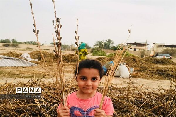 برداشت کنجد در گله دار