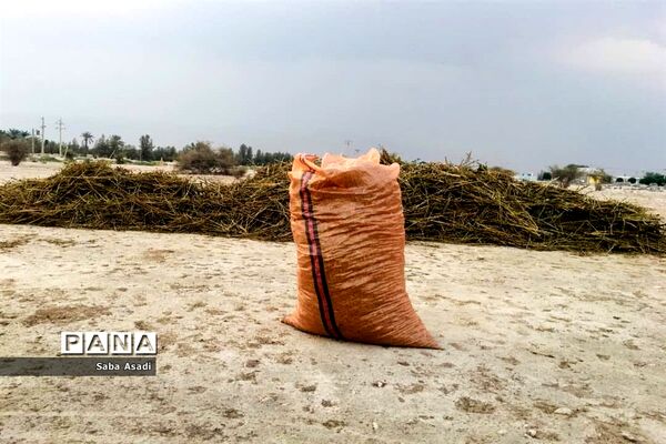 برداشت کنجد در گله دار