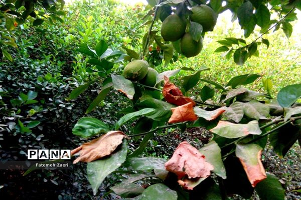 طبیعت پاییزی لامِرد فارس