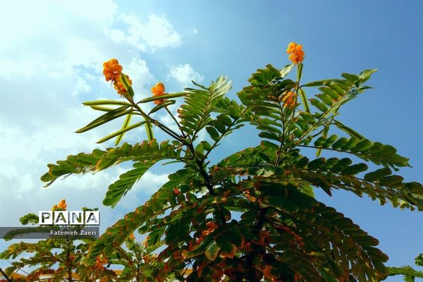 طبیعت پاییزی لامِرد فارس