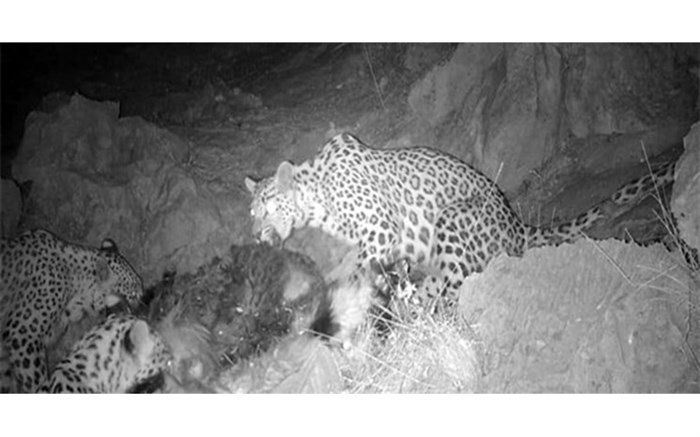 مشاهده ۳ قلاده پلنگ ایرانی در ایذه + تصویر