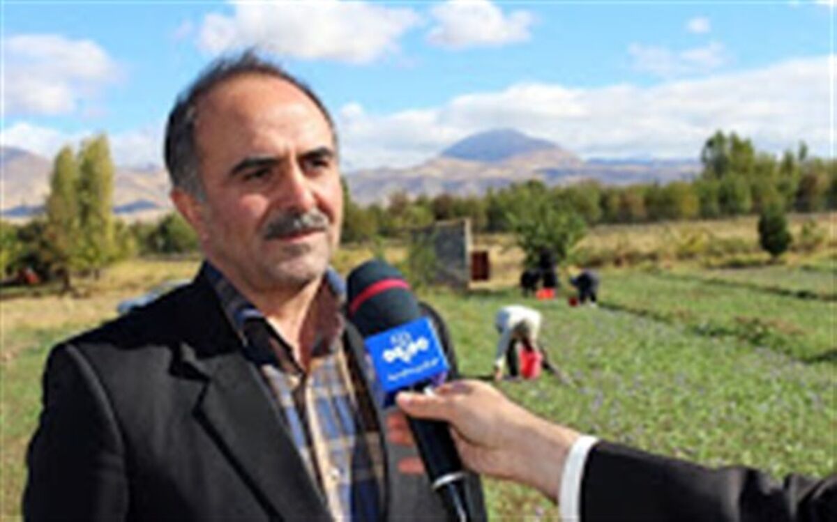 آغاز برداشت زعفران طلای سرخ ایران از مزارع شهرستان مرند