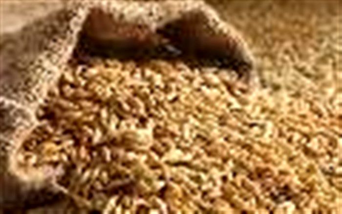 تولید جو در شاهین دژ 12 درصد افرایش یافت