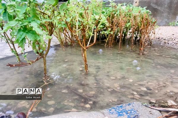 بارش نخستین باران پاییزی در گله دار