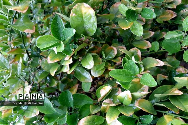 طراوت باران پاییزی در گله دار