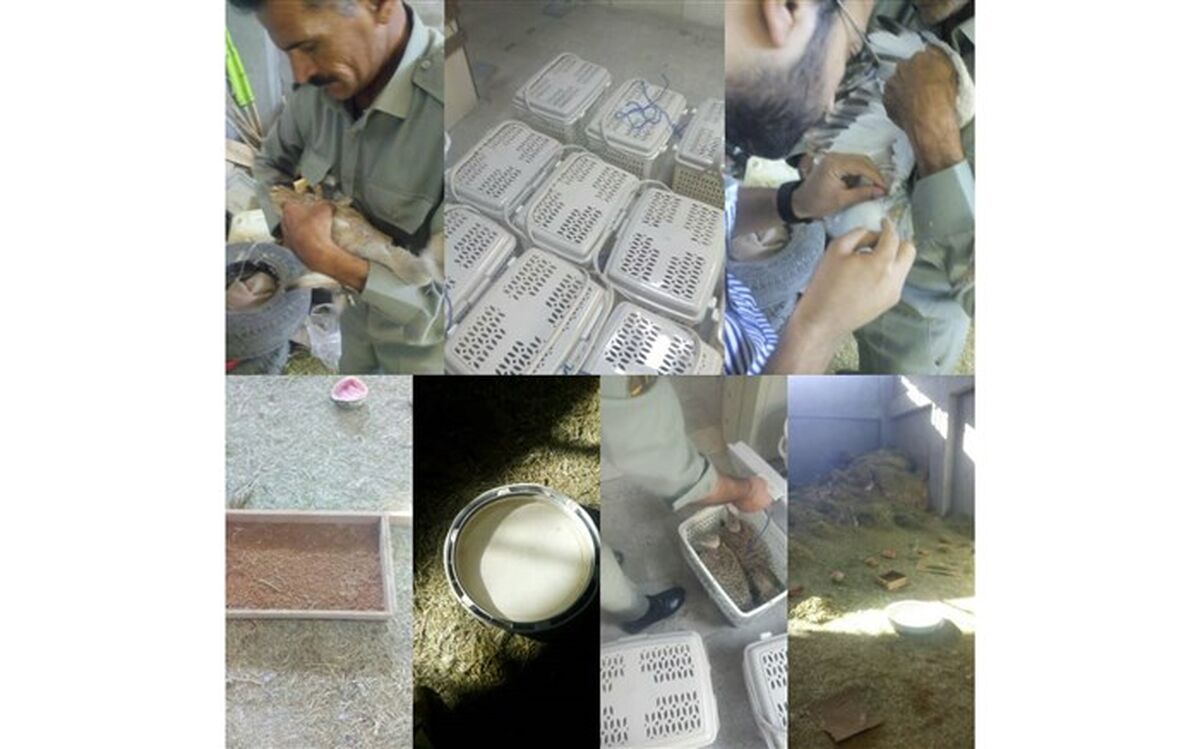 بازگشت 4 قطعه هوبره  به آغوش طبیعت خراسان جنوبی