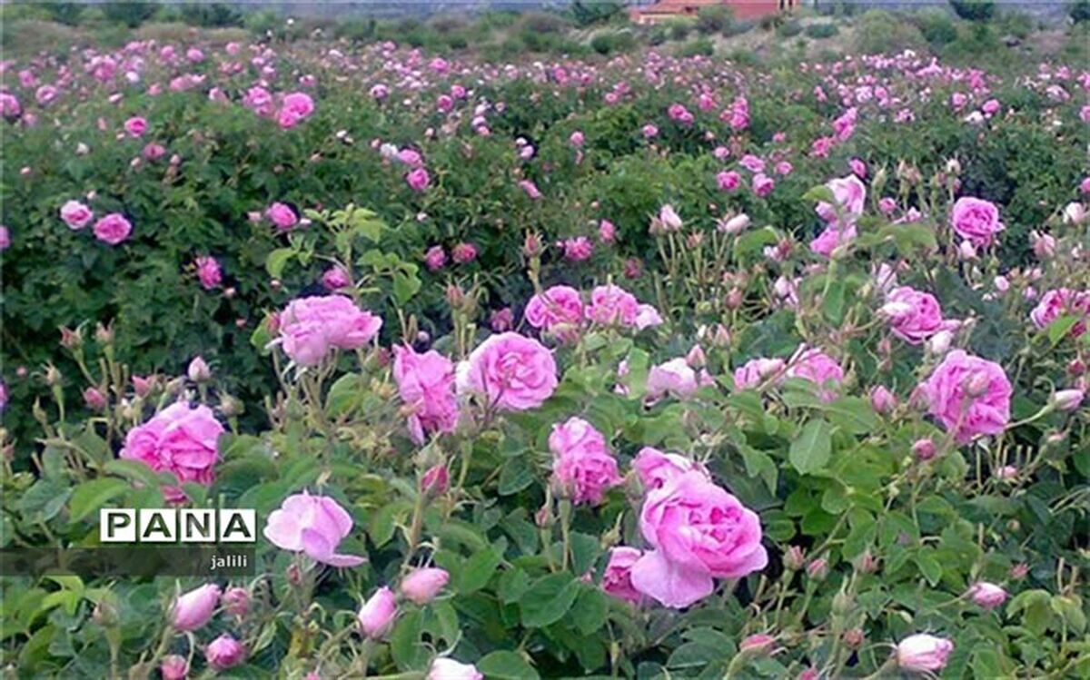 برای تامین غذای سالم باید بر فرآیند تولید از مزرعه تا سفره نظارت شود