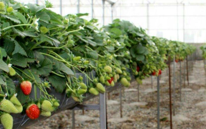 تبدیل بزرگترین شهرک گلخانه ای هیدروپونیک به سایت گردشگری