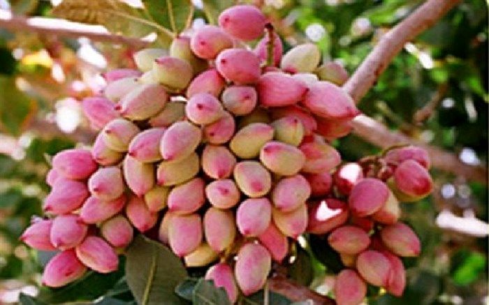 پسته به عنوان کشت جایگزین در آذربایجان غربی کشت شد