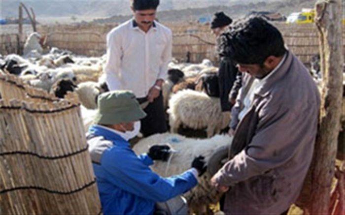 واکسیناسیون بیش از ۵۰۰ هزار دام علیه بیماری طاعون در آذربایجان غربی