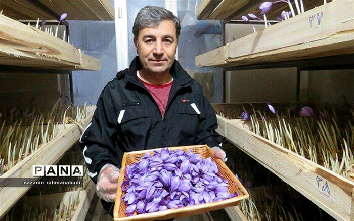 کشت زعفران بدون نیاز به خاک و آب