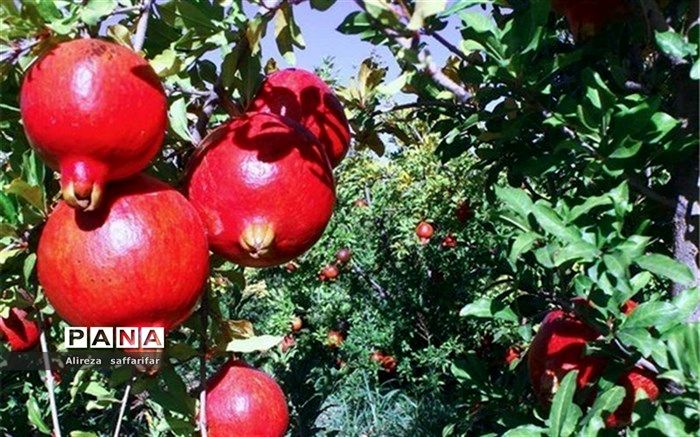 برداشت انار از باغات شهرستان اردستان
