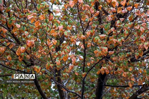 روز های بارانیِ پاییز ارومیه