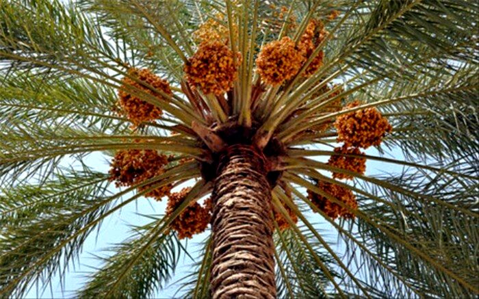 توزیع 31 هزار اصله نهال خرمای پیارم بین نخلکاران سیستان و بلوچستان