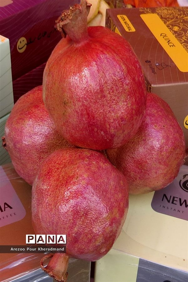 برگزاری جشنواره انار در باغ صدری شهرستان تفت در یزد