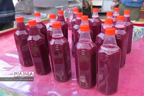برگزاری جشنواره انار در باغ صدری شهرستان تفت در یزد