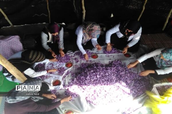برگزاری جشنواره زعفران در شهر مشکان نی ریز