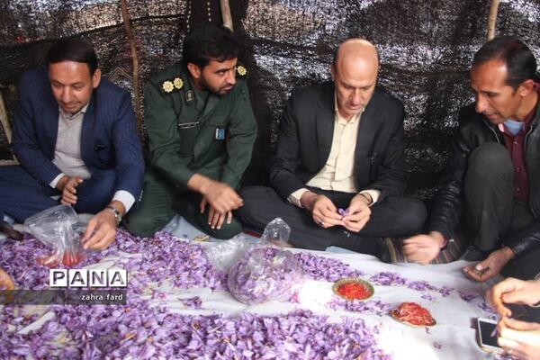 برگزاری جشنواره زعفران در شهر مشکان نی ریز