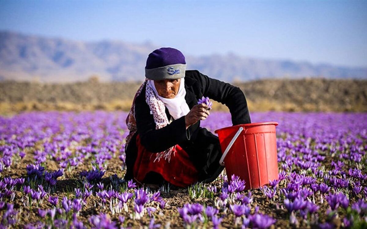 آغاز خرید توافقی زعفران در خراسان جنوبی