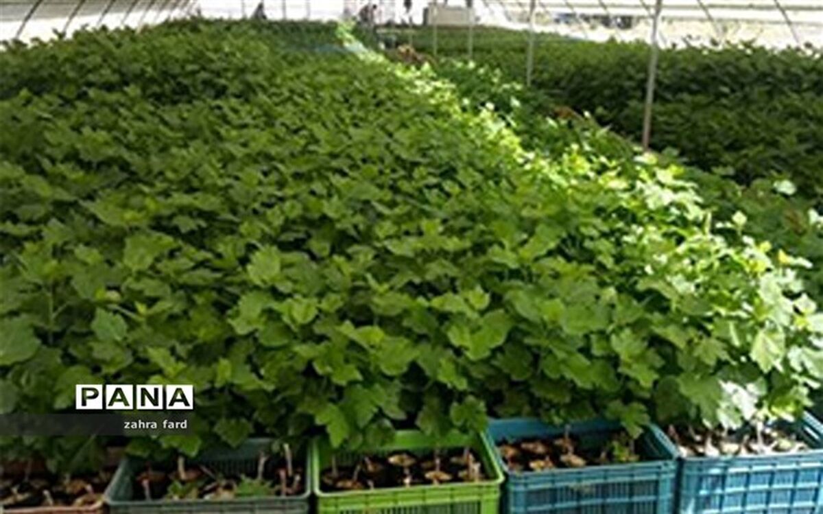 تولید بیش از  2.5 میلیون اصله نهال شناسه‌دار در نی‌ریز