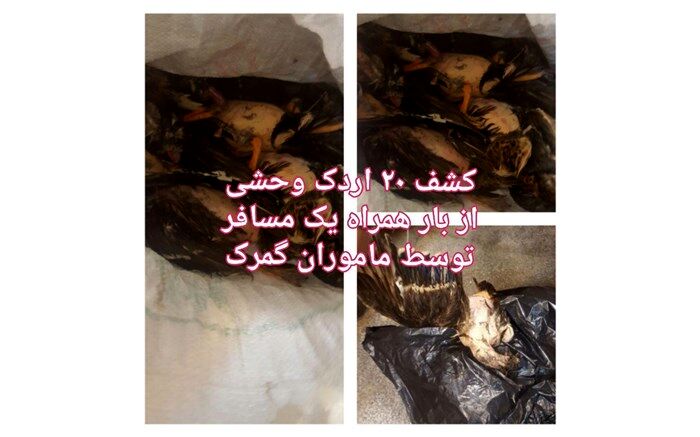 کشف قاچاق اردک در گمرک