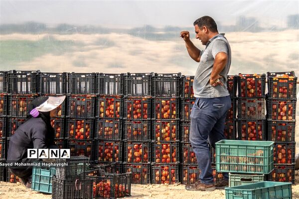 برداشت گوجه در جنوب فارس