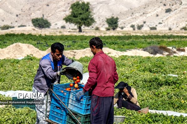برداشت گوجه در جنوب فارس
