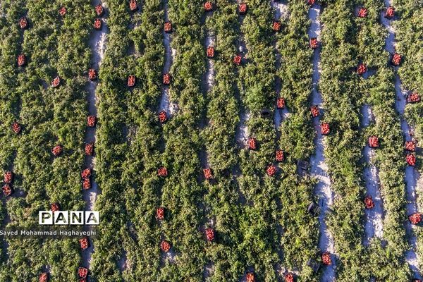 برداشت گوجه در جنوب فارس