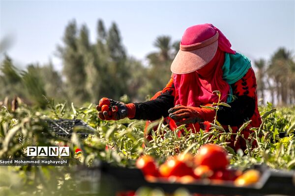 برداشت گوجه در جنوب فارس